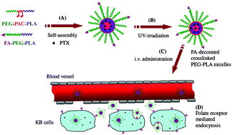 Graphical abstract: Folate-conjugated crosslinked biodegradable micelles for receptor-mediated delivery of paclitaxel