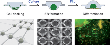 Graphical abstract: Development of a multi-layer microfluidic array chip to culture and replate uniform-sized embryoid bodies without manual cell retrieval