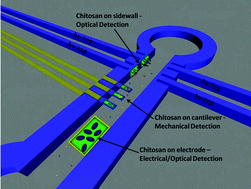 Graphical abstract: Chitosan: an integrative biomaterial for lab-on-a-chip devices