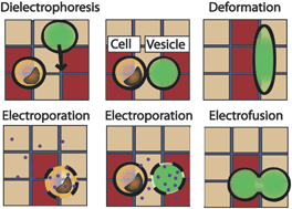 Graphical abstract: A microfluidic microprocessor: controlling biomimetic containers and cells using hybrid integrated circuit/microfluidic chips