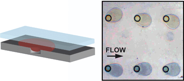 Graphical abstract: Rails and anchors: guiding and trapping droplet microreactors in two dimensions