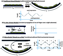 Graphical abstract: Combination of fluid and solid mechanical stresses contribute to cell death and detachment in a microfluidic alveolar model