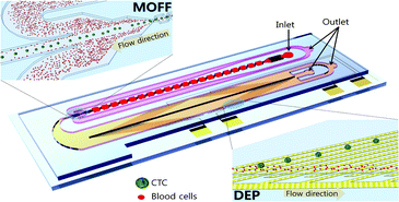 Graphical abstract: Continuous separation of breast cancer cells from blood samples using multi-orifice flow fractionation (MOFF) and dielectrophoresis (DEP)