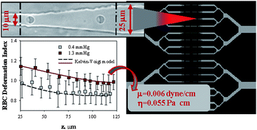 Graphical abstract: Microfluidics analysis of red blood cell membrane viscoelasticity