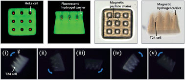 Graphical abstract: Single exposure fabrication and manipulation of 3D hydrogel cell microcarriers