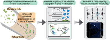 Graphical abstract: The effects of shear stress on isolated receptor–ligand interactions of Staphylococcus epidermidis and human plasma fibrinogen using molecularly patterned microfluidics