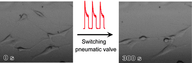 Graphical abstract: Pumping-induced perturbation of flow in microfluidic channels and its implications for on-chip cell culture