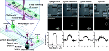 Graphical abstract: Optical tweezers directed one-bead one-sequence synthesis of oligonucleotides