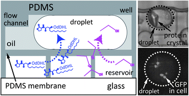 Graphical abstract: Controlling the contents of microdroplets by exploiting the permeability of PDMS