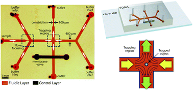 Graphical abstract: A microfluidic-based hydrodynamic trap: design and implementation