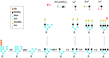 Graphical abstract: Protein glycosylation—an evolutionary crossroad between genes and environment