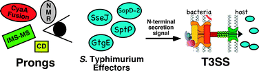 Graphical abstract: A multi-pronged search for a common structural motif in the secretion signal of Salmonella enterica serovar Typhimurium type III effector proteins