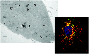Graphical abstract: Time and space resolved uptake study of silica nanoparticles by human cells
