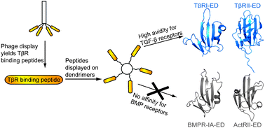 Graphical abstract: Peptide ligands that use a novel binding site to target both TGF-β receptors