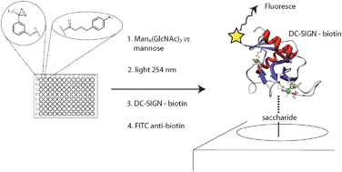 Graphical abstract: Using the Man9(GlcNAc)2–DC-SIGN pairing to probe specificity in photochemical immobilization