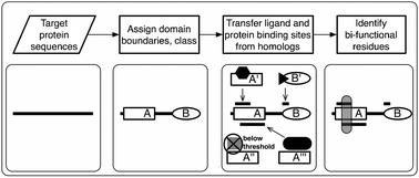 Graphical abstract: Proteome-wide prediction of overlapping small molecule and protein binding sites using structure
