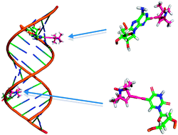 Graphical abstract: The RNA–DNA hybrid structure determined by EPR, CD and RNase H1