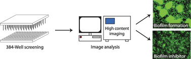 Graphical abstract: An image-based 384-well high-throughput screening method for the discovery of biofilm inhibitors in Vibrio cholerae