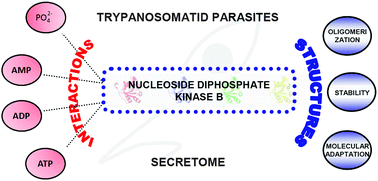 Graphical abstract: Molecular adaptability of nucleoside diphosphate kinase b from trypanosomatid parasites: stability, oligomerization and structural determinants of nucleotide binding