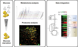 Graphical abstract: A metabolomics and proteomics study of the adaptation of Staphylococcus aureus to glucose starvation