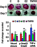 Graphical abstract: Impaired TGF-β signaling and a defect in resolution of inflammation contribute to delayed wound healing in a female rat model of type 2 diabetes
