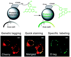 Graphical abstract: Fluorescent labeling of membrane proteins on the surface of living cells by a self-catalytic glutathione S-transferase omega 1 tag