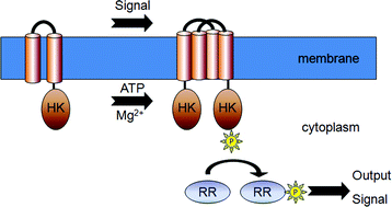 Graphical abstract: Receptor domains of two-component signal transduction systems