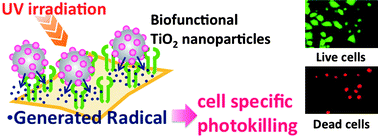 Graphical abstract: Biofunctional TiO2 nanoparticle-mediated photokilling of cancer cells using UV irradiation