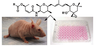 Graphical abstract: Evaluation of FR901464 analogues in vitro and in vivo