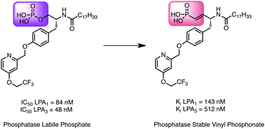 Graphical abstract: Development of a phosphatase-resistant, l-tyrosine derived LPA1/LPA3 dual antagonist