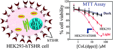 Graphical abstract: Enhanced photodynamic effect of cobalt(iii) dipyridophenazine complex on thyrotropin receptor expressing HEK293 cells