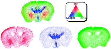 Graphical abstract: Prion protein expression level alters regional copper, iron and zinc content in the mouse brain