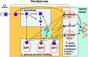 Graphical abstract: Comparative hydrolysis and plasma protein binding of cis-platin and carboplatin in human plasma in vitro