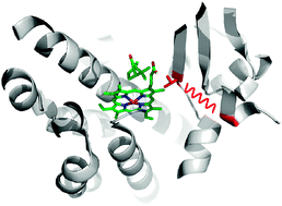 Graphical abstract: Spring-loading the active site of cytochrome P450cam