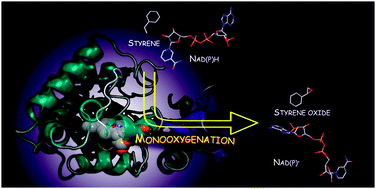 Graphical abstract: Monooxygenation by a thermophilic cytochrome P450via direct electron donation from NADH