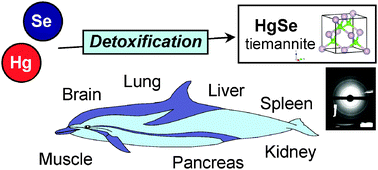 Graphical abstract: The presence of mercury selenide in various tissues of the striped dolphin: evidence from μ-XRF-XRD and XAFS analyses