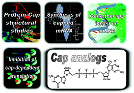 Graphical abstract: Synthetic mRNA cap analogs with a modified triphosphate bridge – synthesis, applications and prospects