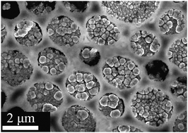 Graphical abstract: Directionally electrodeposited gold nanoparticles into honeycomb macropores and their surface-enhanced Raman scattering