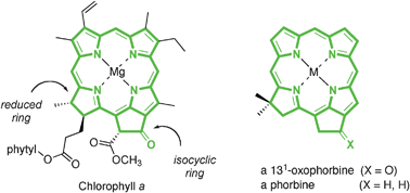 Graphical abstract: Structural characteristics that make chlorophylls green: interplay of hydrocarbon skeleton and substituents