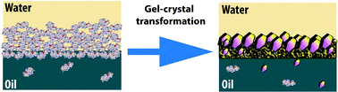 Graphical abstract: Protein crystallization at oil/water interfaces