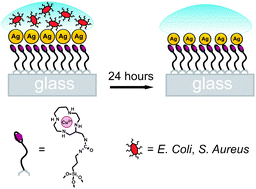 Graphical abstract: A monolayer of a Cu2+-tetraazamacrocyclic complex on glass as the adhesive layer for silver nanoparticles grafting, in the preparation of surface-active antibacterial materials