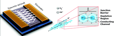 Graphical abstract: Oxide nanowire networks and their electronic and optoelectronic characteristics