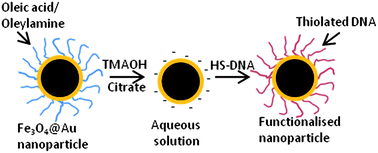 Graphical abstract: Synthesis of core-shell gold coated magnetic nanoparticles and their interaction with thiolated DNA