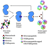 Graphical abstract: Extracellular biosynthesis and characterization of silver nanoparticles using Aspergillus flavusNJP08: A mechanism perspective