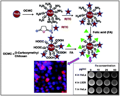 Graphical abstract: Folate receptor targeted, carboxymethyl chitosan functionalized iron oxide nanoparticles: a novel ultradispersed nanoconjugates for bimodal imaging