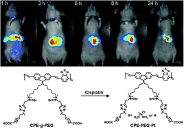 Graphical abstract: Conjugated polyelectrolyte–cisplatin complex nanoparticles for simultaneous in vivo imaging and drug tracking