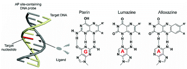 Graphical abstract: Effect of substituents of alloxazine derivatives on the selectivity and affinity for adenine in AP-site-containing DNA duplexes