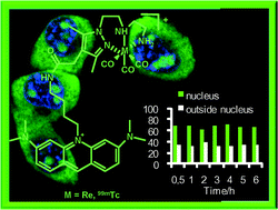 Graphical abstract: Tricarbonyl M(I) (M = Re, 99mTc) complexes bearing acridine fluorophores: synthesis, characterization, DNA interaction studies and nuclear targeting