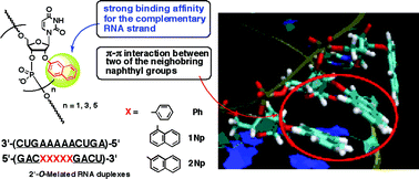 Graphical abstract: Synthesis and hybridization properties of 2′-O-methylated oligoribonucleotides incorporating 2′-O-naphthyluridines