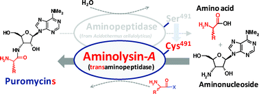 Graphical abstract: Peptide bond formation by aminolysin-A catalysis: A simple approach to enzymatic synthesis of diverse short oligopeptides and biologically active puromycins